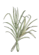 Citronnelle