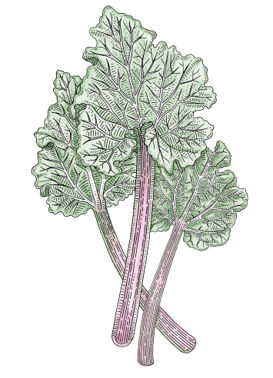 Rhubarbe