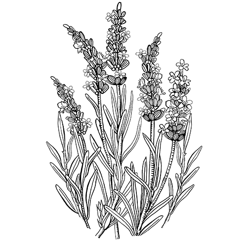 Solution lavante réconfortante